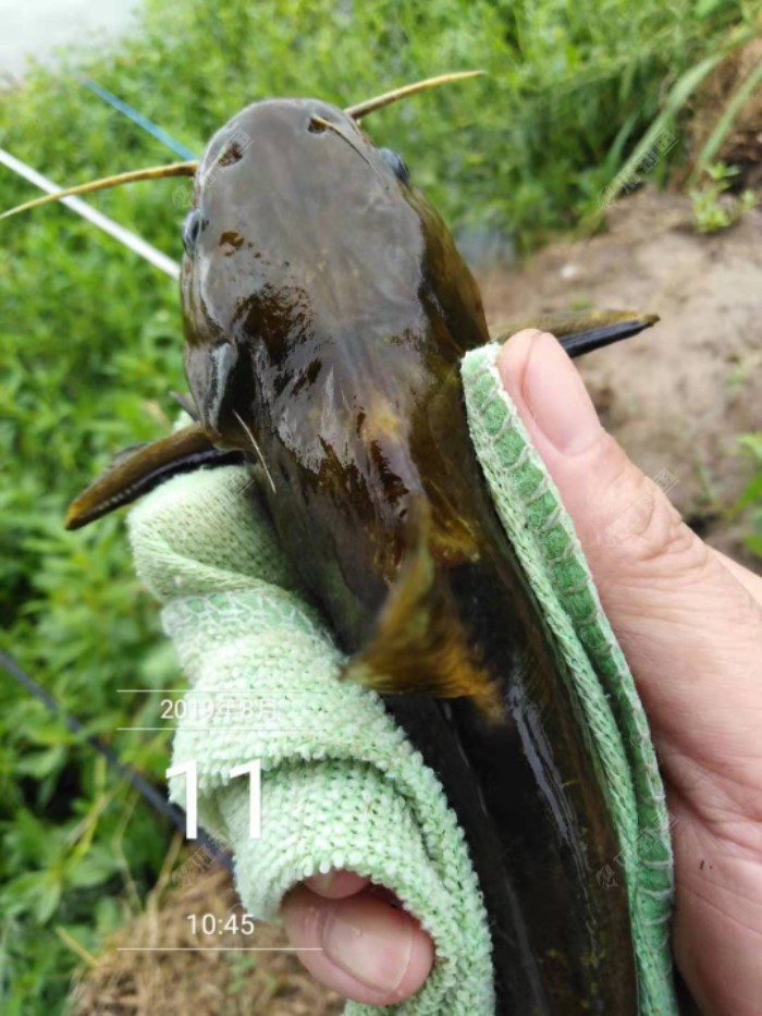 野钓黄颡鱼的钓法大全，从入门到精通