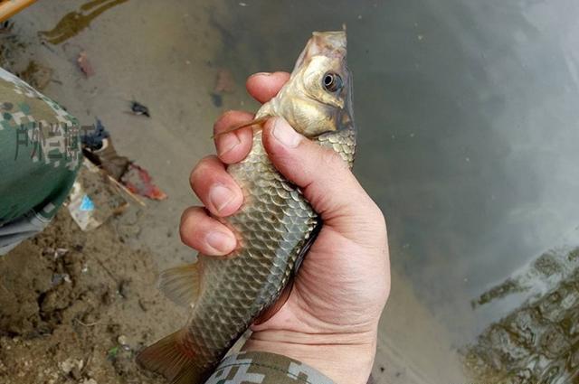 野钓鲫鱼5要素分享，简单解说