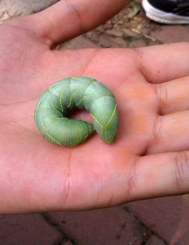 钓鲶鱼的用饵的相关经验