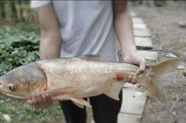 刚立秋，鲢鳙鱼就难钓？钓鲢鳙的几大技巧