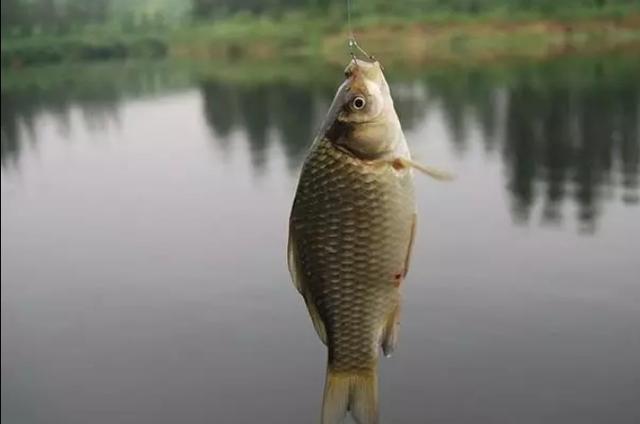 夏季野钓鲫鱼不吃饵时的原因，以及解决方法