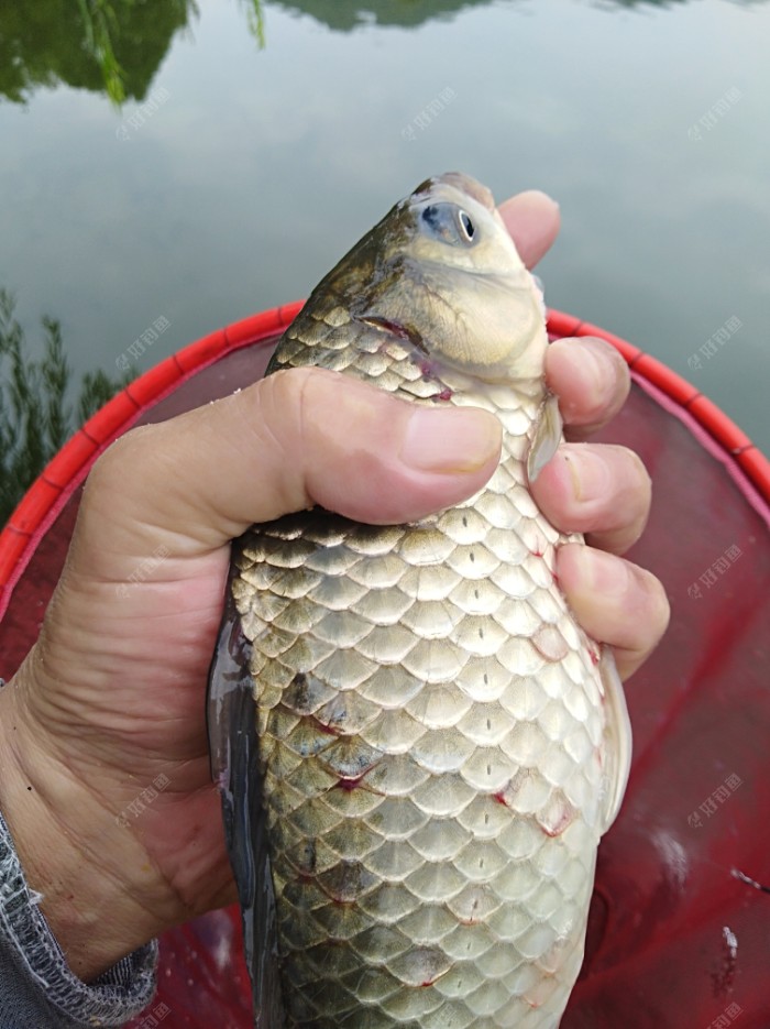 夏季为什么大鲫鱼难钓？高手分析几点原因