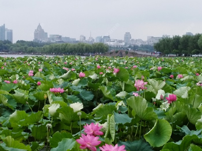 夏季为什么大鲫鱼难钓？高手分析几点原因