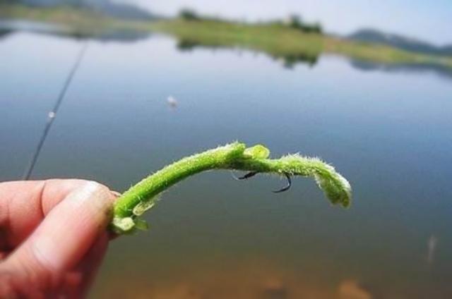 户外野钓大型草鱼的一些特色钓法