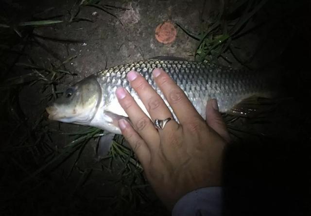 鲤鱼太滑不咬钩，把饵料装袋子发酵两天，效果很明显