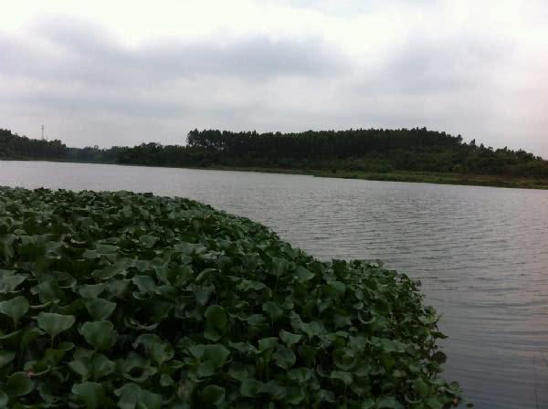 水葫芦下钓野鲫，一尾大鲫