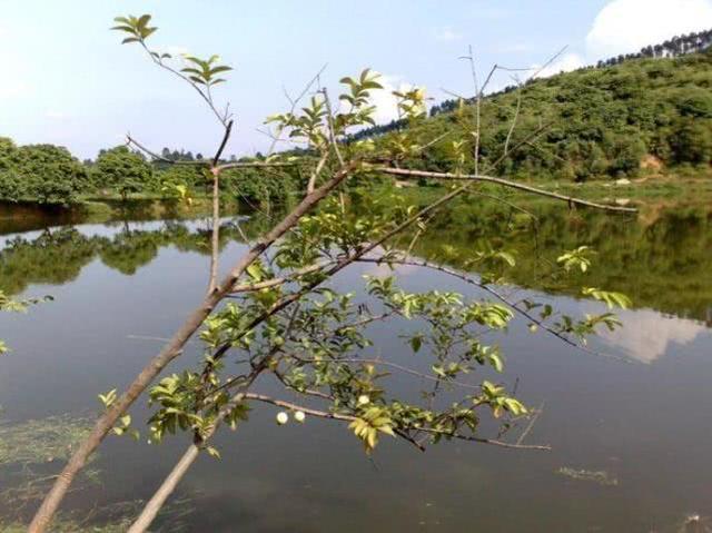 两广地区钓土鲮鱼的几个技巧知识