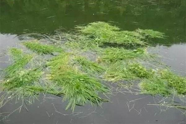 大草鱼钓法，这是很多人都在用的而且好用的钓法