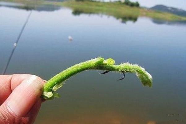 大草鱼钓法，这是很多人都在用的而且好用的钓法