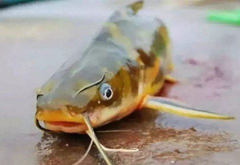 夏季垂钓黄颡鱼要熟悉的几个技巧