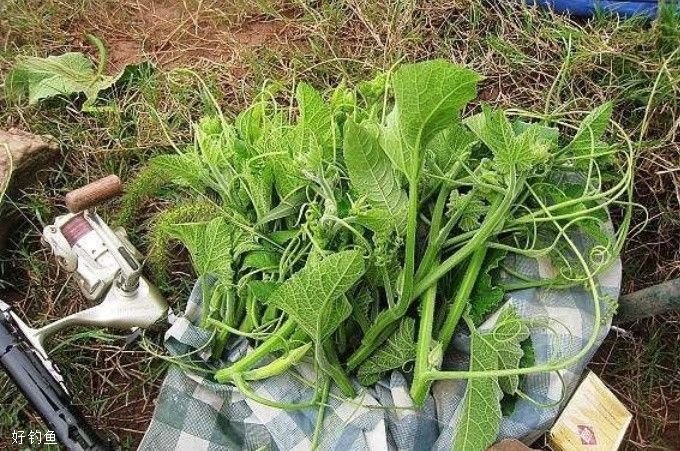 春钓钓草鱼还在用小药？四款自然饵专攻大草