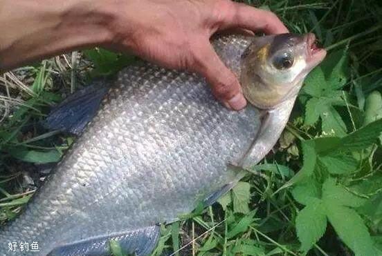 野钓鳊鱼的季节钓法、与饵料分析