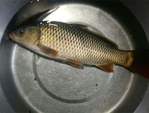 初夏野钓鲤鱼，浅谈初夏野钓鲤鱼的5招技巧