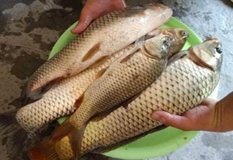 初夏野钓鲤鱼，浅谈初夏野钓鲤鱼的5招技巧