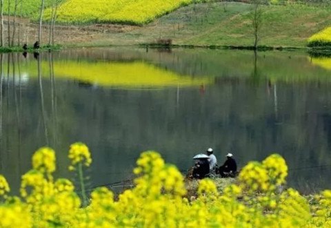 春季各时节钓鲤鱼，如何根据鱼情选钓位？