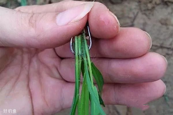 野钓草鱼的几种有效方法