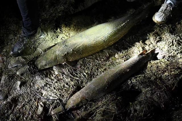国内多地发现鳄雀鳝，全力围捕却遭质疑：一条鱼，犯得着这样吗？