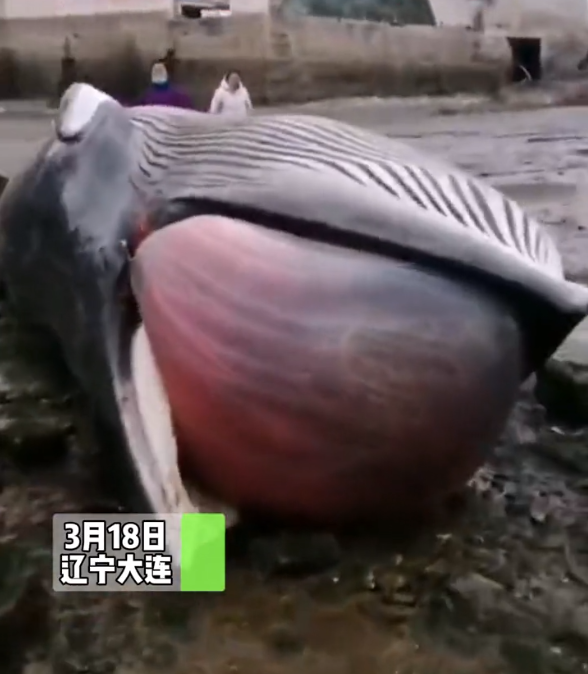 辽宁一沙滩发现鲸鱼搁浅，已剧烈膨胀，网友：当心“鲸爆”