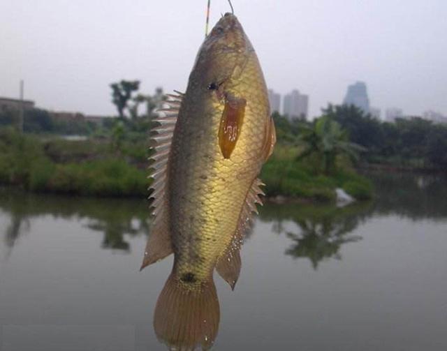 广东男子钓上“怪鱼”，上岸后还会“爬”，网友：这鱼味道不错