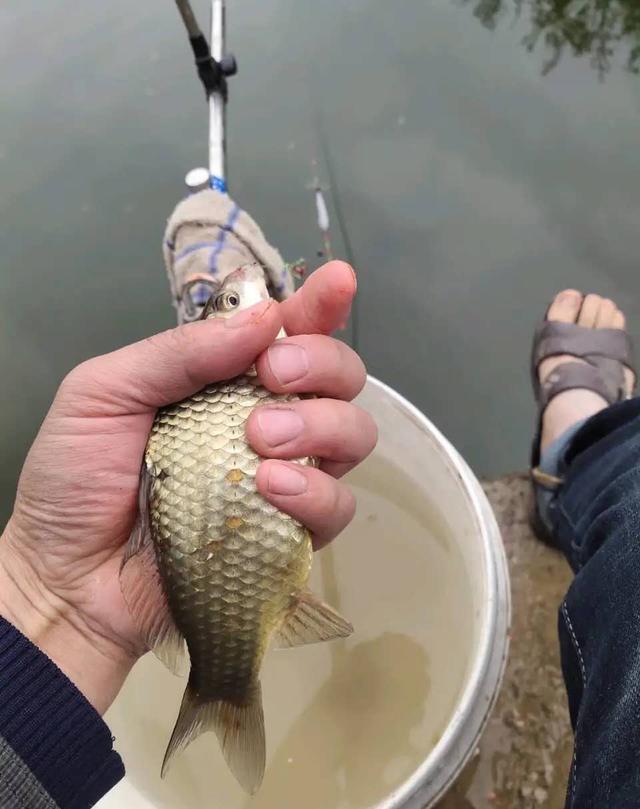 常见几种鱼抓顿口时机把握