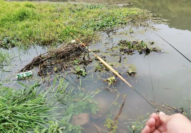 轻口鱼难钓？按我的方法做一钓一个准