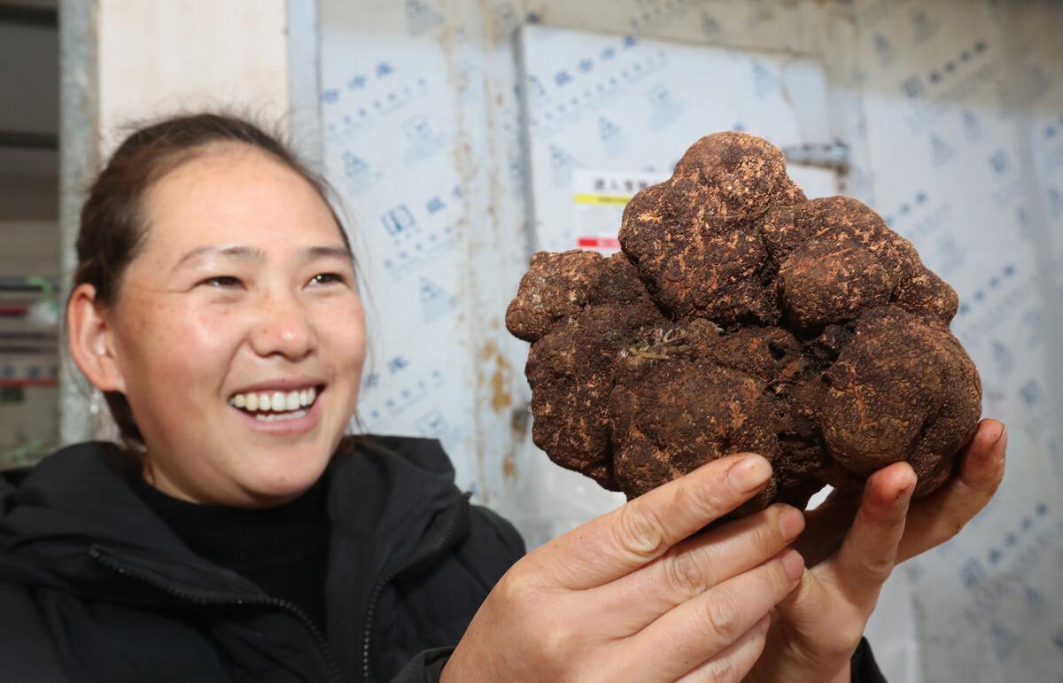 松露种类及价格，这个世界上最昂贵的食材