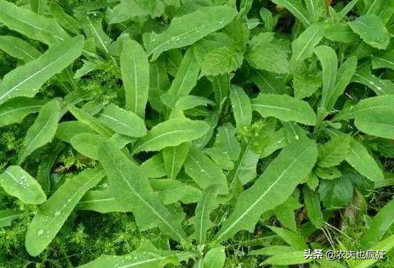 小满节气，为何要吃苦菜？苦菜的营养价值你知道吗？