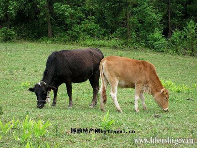 恩施黄牛肉