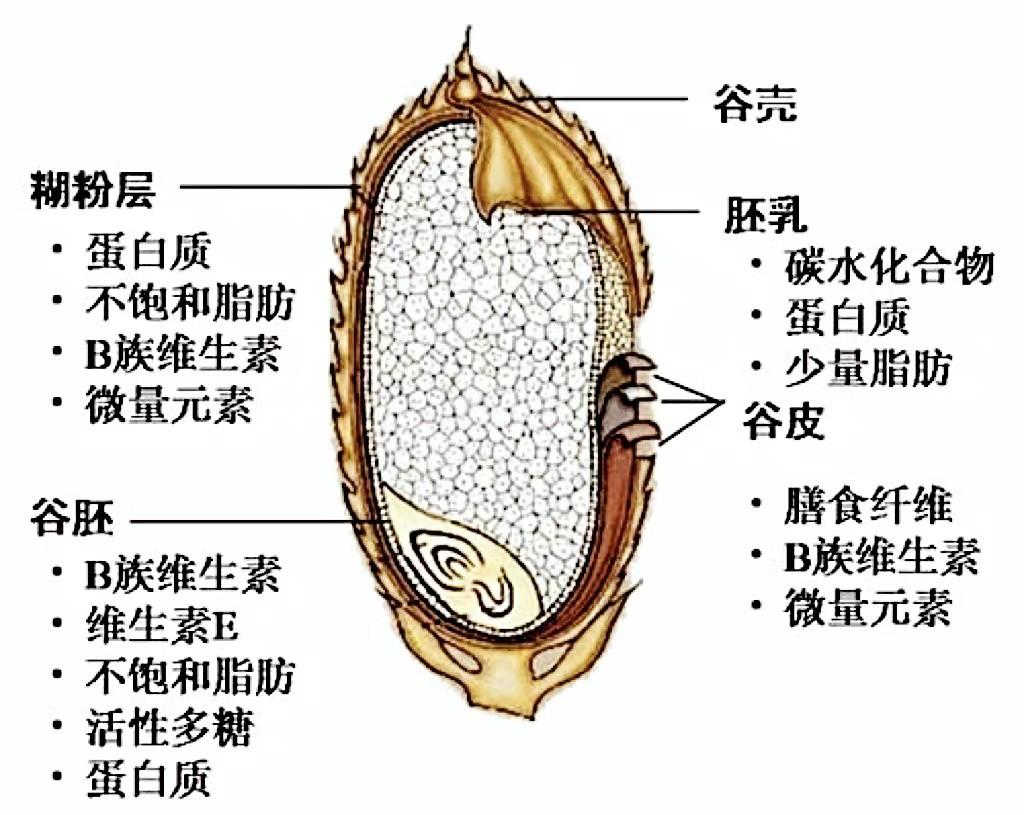 饭店大米饭的诀窍，保证松软香甜，一次能吃两大碗！