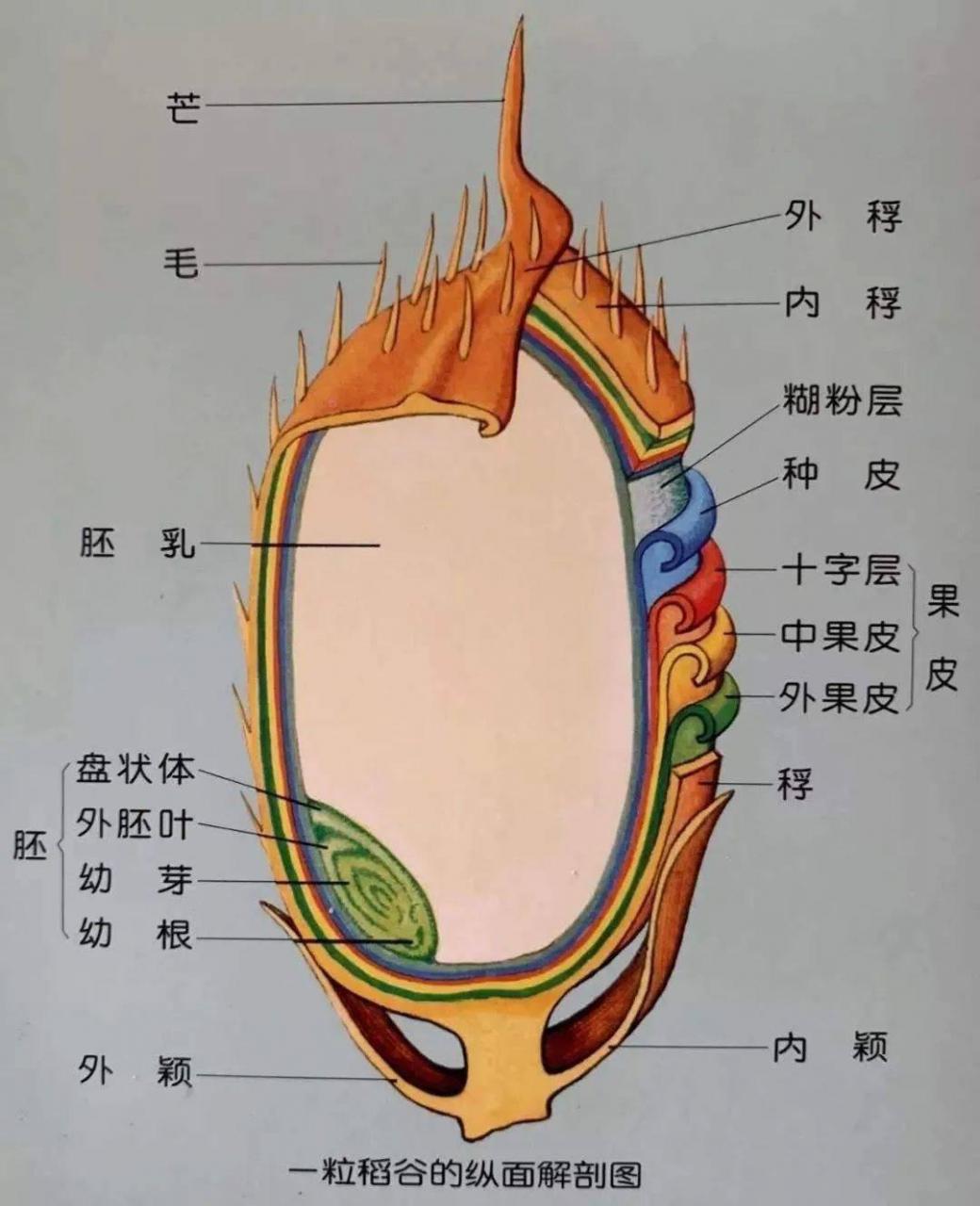 饭店大米饭的诀窍，保证松软香甜，一次能吃两大碗！